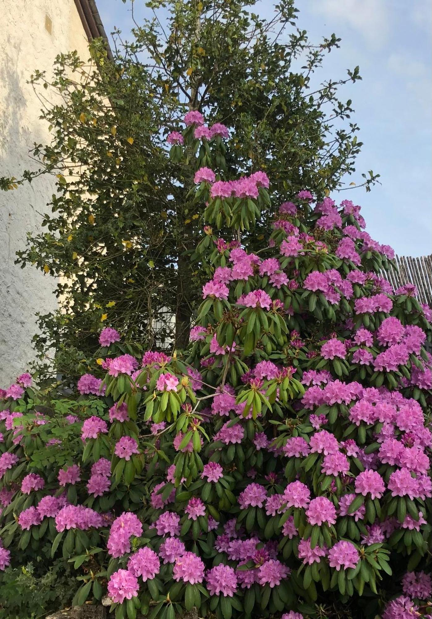 Logis Hotel Les Tilleuls Saint-Cirgues-de-Jordanne 외부 사진